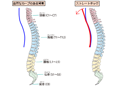 人の背骨