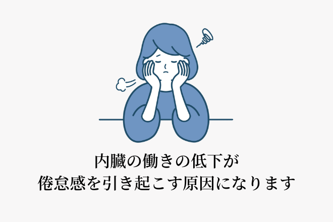 内臓の働きの低下が倦怠感を引き起こす原因になります