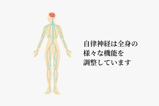 自律神経は全身の様々な機能を調整しています