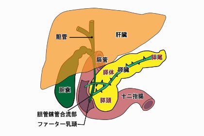 胃下垂に悩む女性