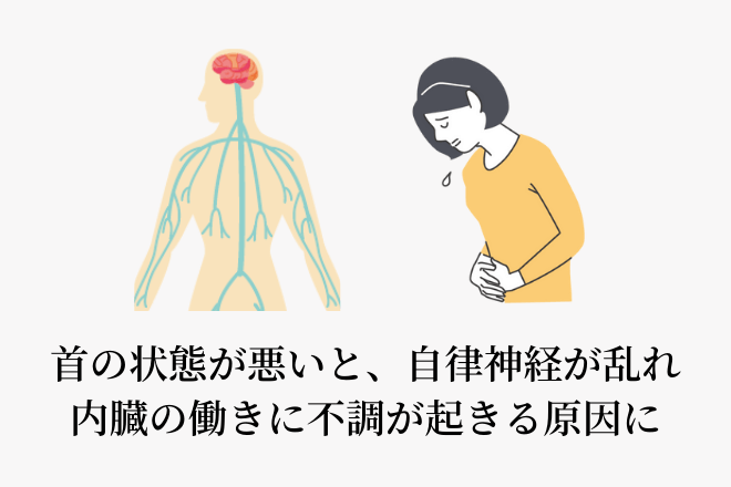 首の状態が悪いと、自律神経が乱れ内臓の働きに不調が起きる原因に