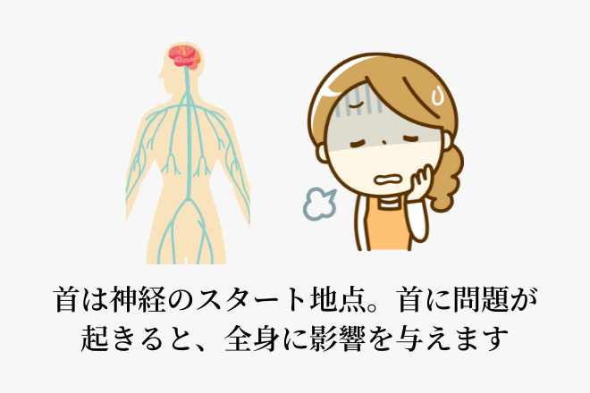 首は神経のスタート地点。首に問題が起きると、全身に影響を与えます
