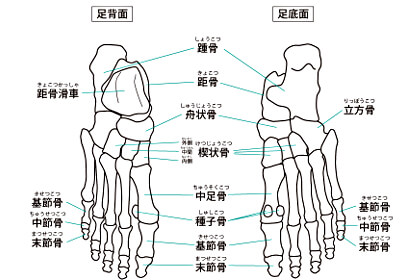 外脛骨のイラスト