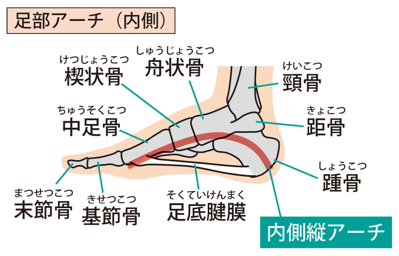 偏平足のイラスト