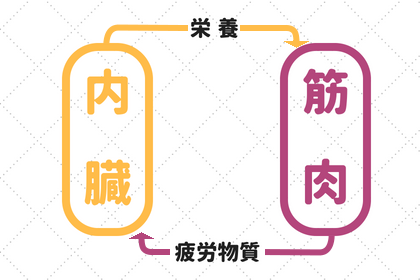 内臓と筋肉の循環についてのイラスト