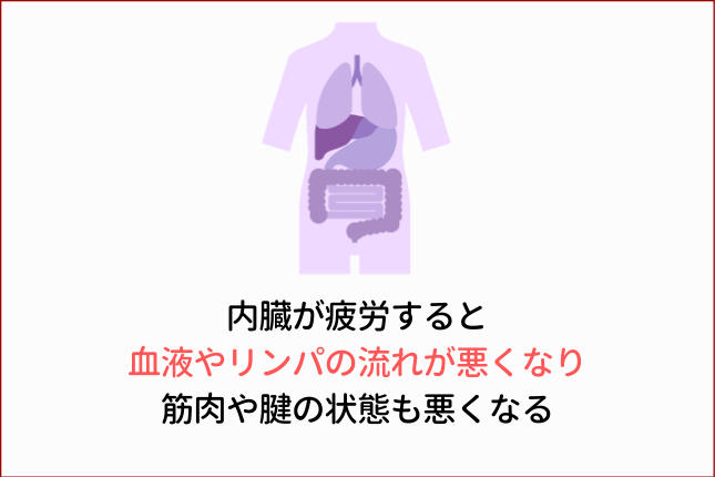 内臓が疲労すると血液やリンパの流れが悪くなり筋肉や腱の状態も悪くなる