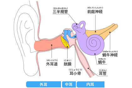 頚椎から耳へと伸びる神経