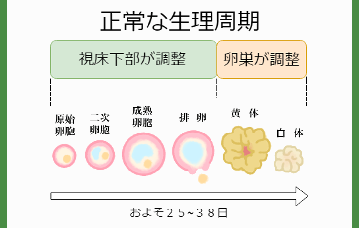正常な生理周期について