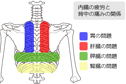 背中の内臓疲労の反応の出現図
