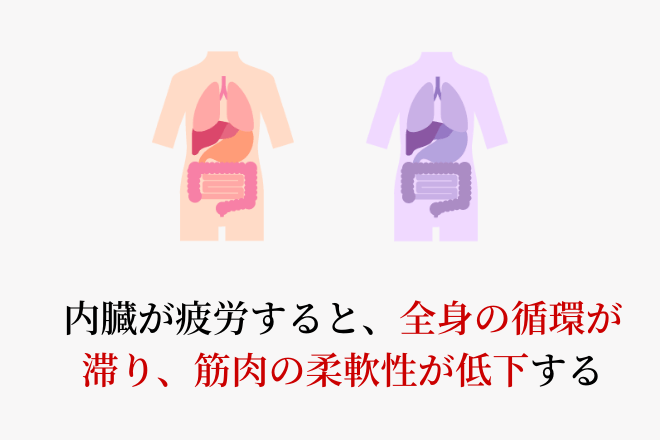 内臓が疲労すると、全身の循環が滞り、筋肉の柔軟性が低下する