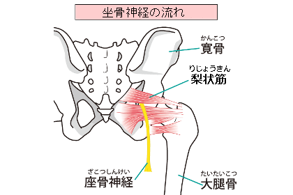 坐骨神経