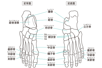 足の関節