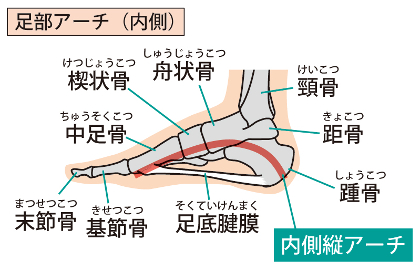 足底のアーチの構造