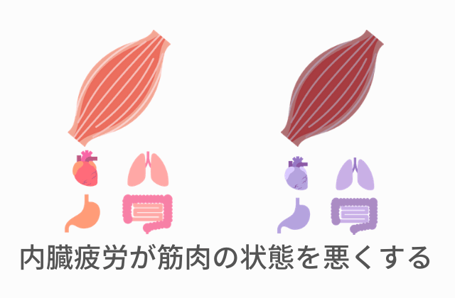 内臓疲労による筋肉の状態の悪化